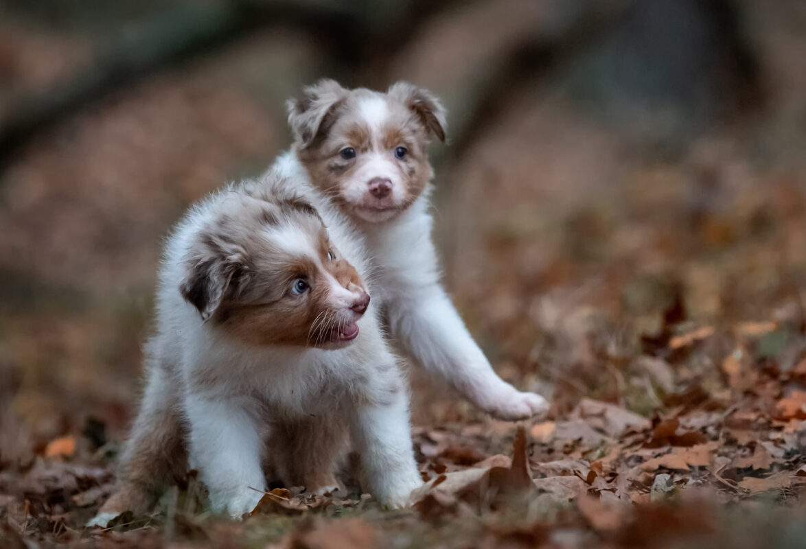 Australische herder pups