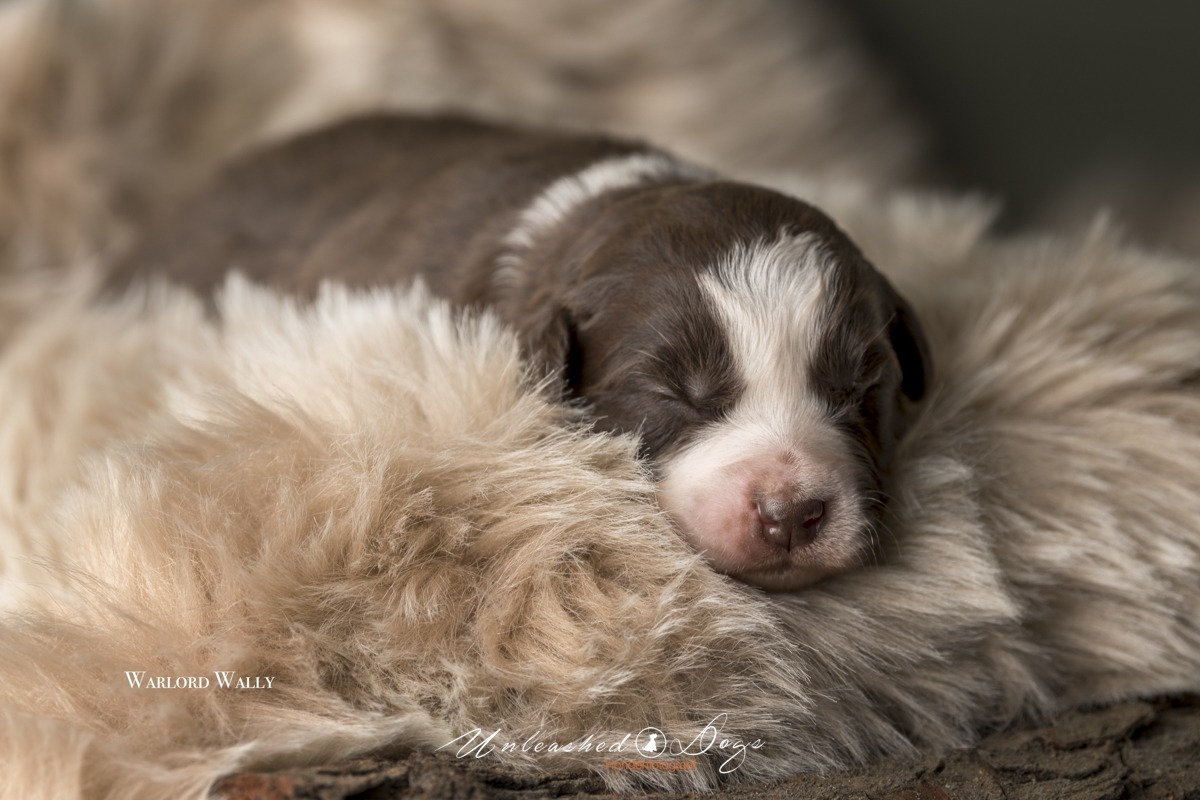 Warlord Wally Of The Black Brook Valley Puppy shoot 12 Day's-3407