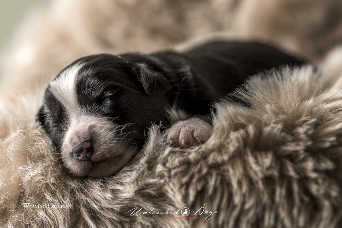Weaving Taillight Of The Black Brook Valley Puppy shoot 12 Day's-3373
