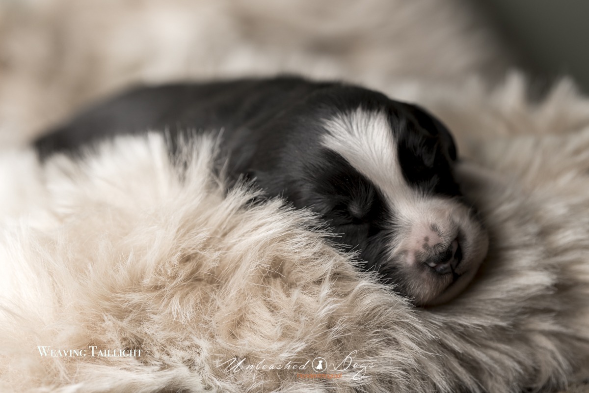 Weaving Taillight Of The Black Brook Valley Puppy shoot 12 Day's-3377