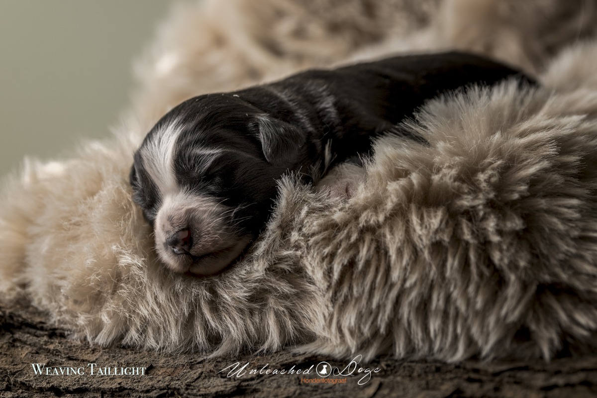 Weaving Taillight Of The Black Brook Valley Puppy shoot 12 Day's-3380
