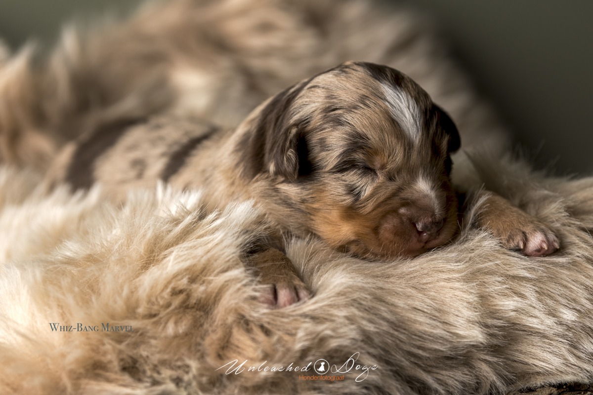 Whiz-Bang Marvel Of The Black Brook Valley Puppy shoot 12 Day's-3419