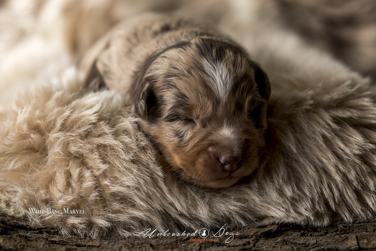 Whiz-Bang Marvel Of The Black Brook Valley Puppy shoot 12 Day's-3431