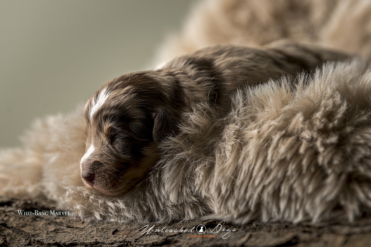 Whiz-Bang Marvel Of The Black Brook Valley Puppy shoot 12 Day's-3432