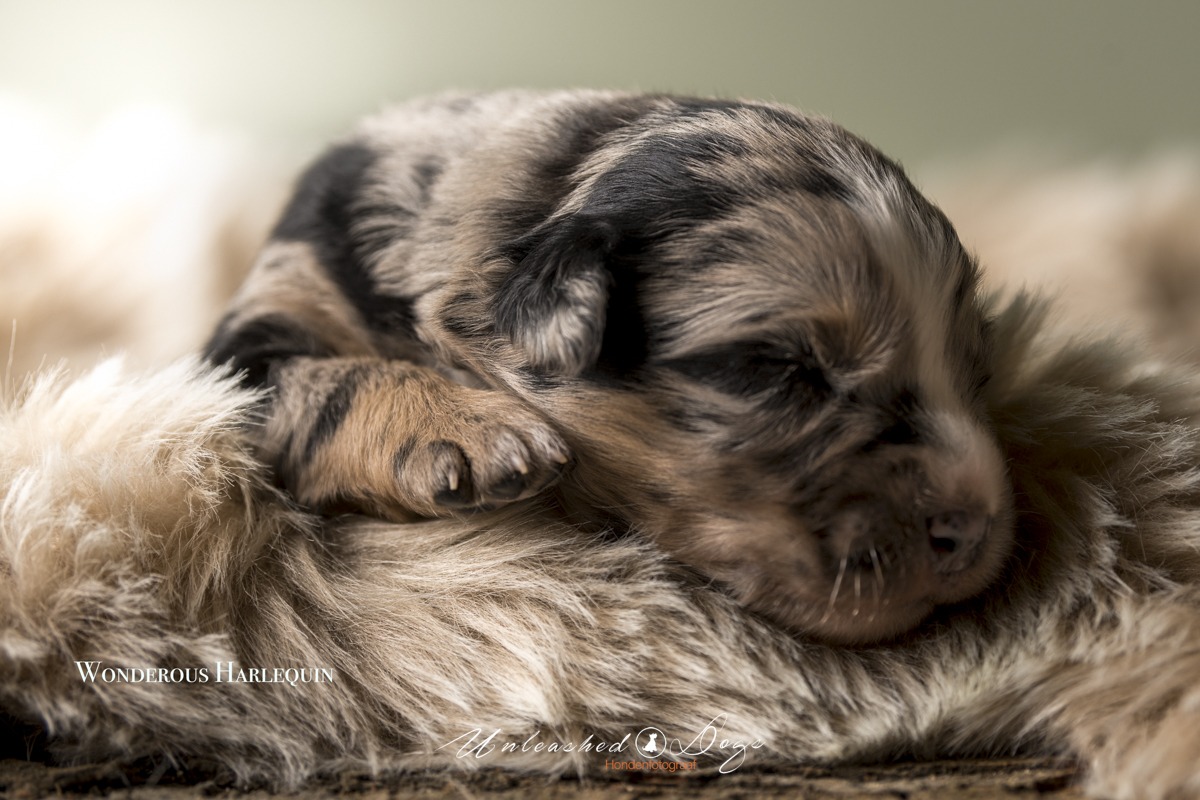 Wonderous Harlequin Of The Black Brook Valley Puppy shoot 12 Day's-3477