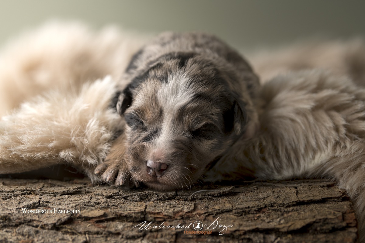 Wonderous Harlequin Of The Black Brook Valley Puppy shoot 12 Day's-3478