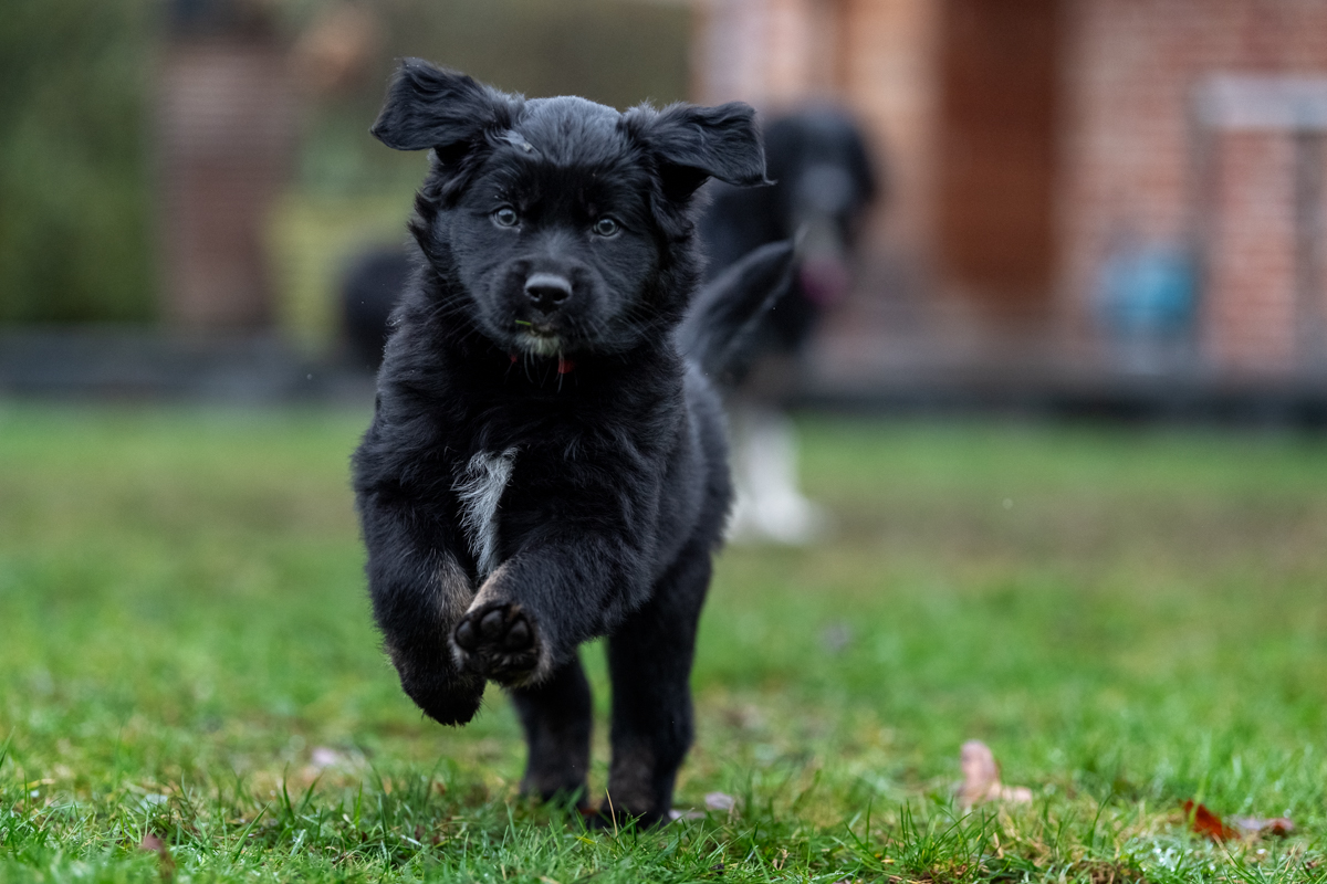 Australische herders Of The Black Brook Valley
