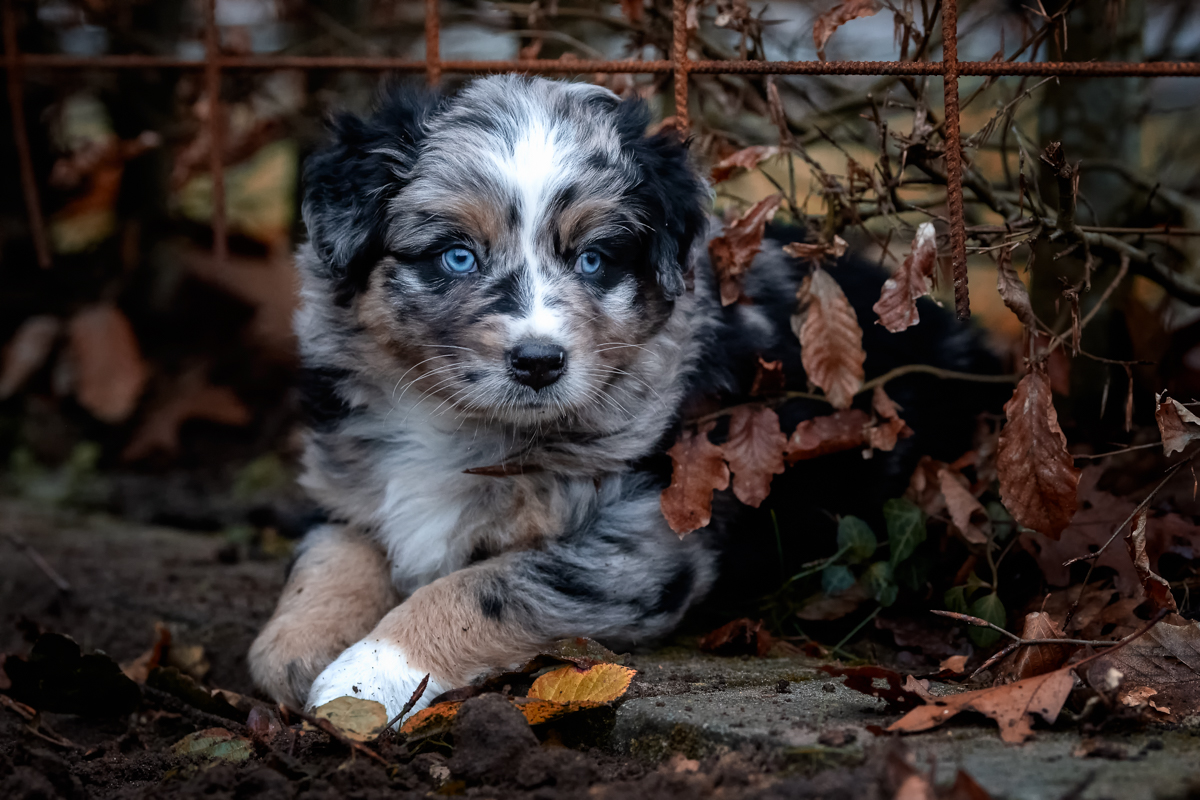 Australische herders Of The Black Brook Valley