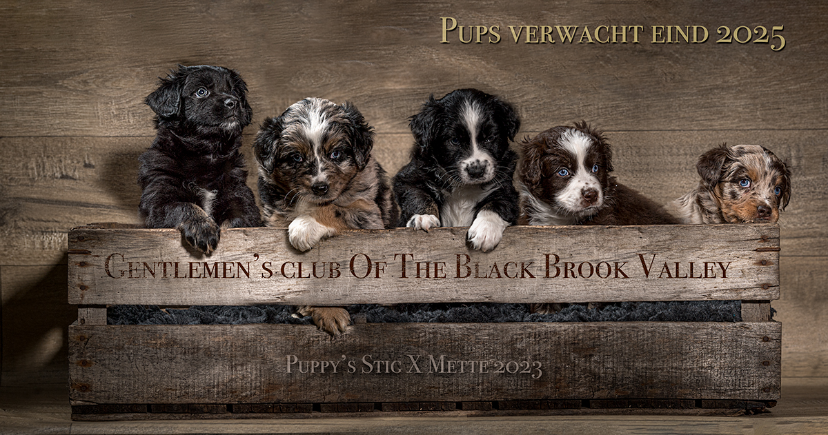 Collage Pups Mette X Stig